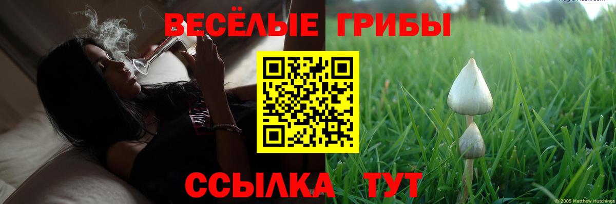 Галлюциногенные грибы Psilocybine cubensis Торжок